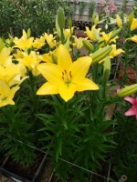 [5054 Barasso No01.JPG]